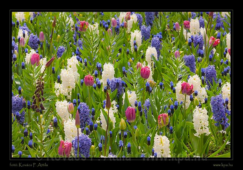 Keukenhof Hollandia 039.jpg